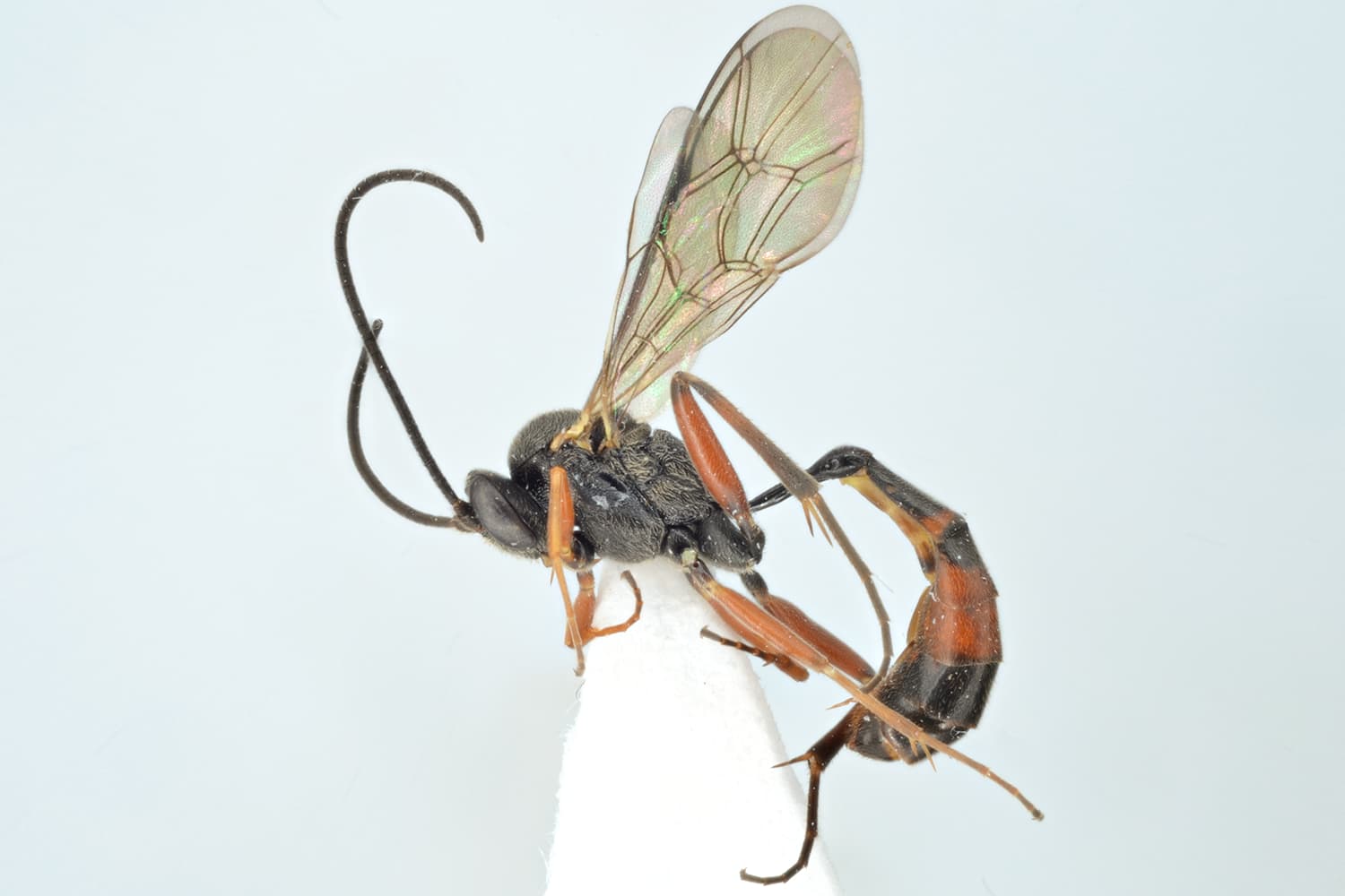 Default image